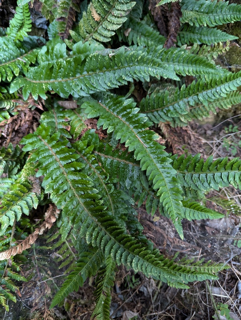 California shield fern reference
