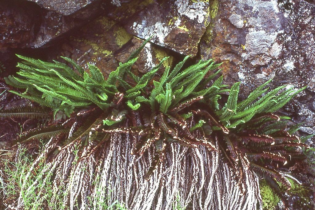 Narrowleaf sword fern reference