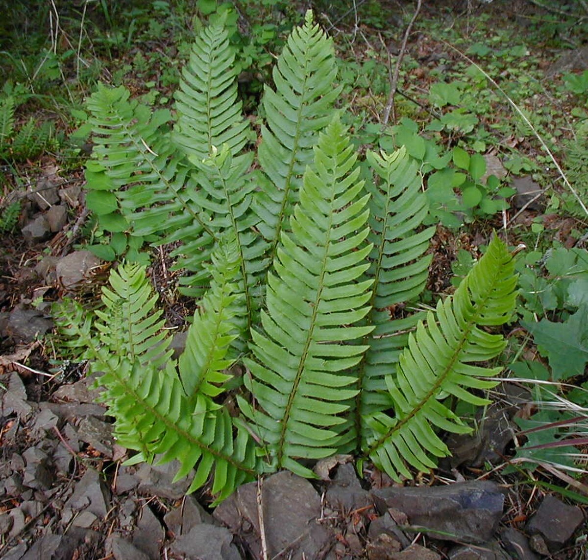 western sword fern reference