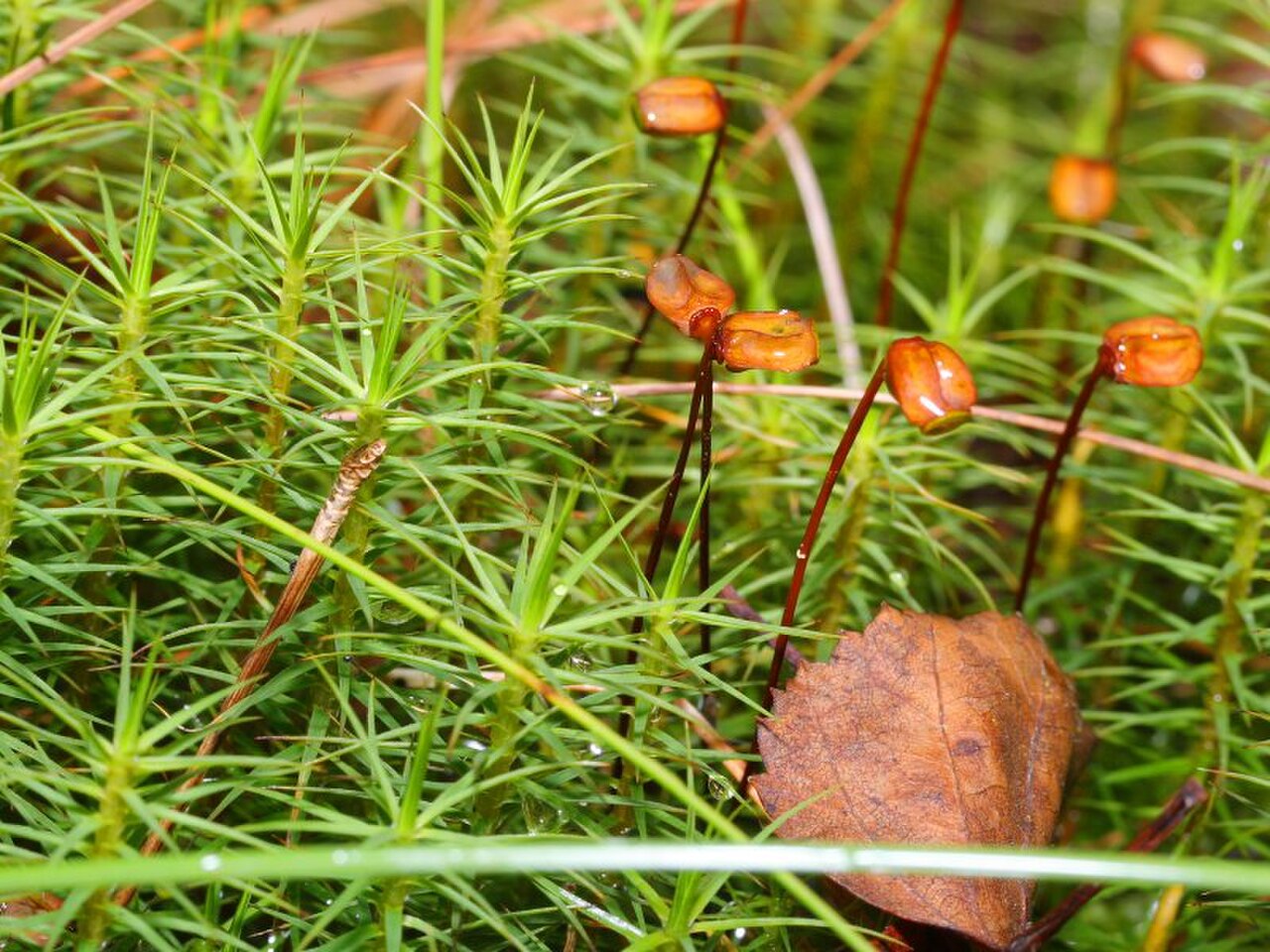 Common Haircap Moss reference