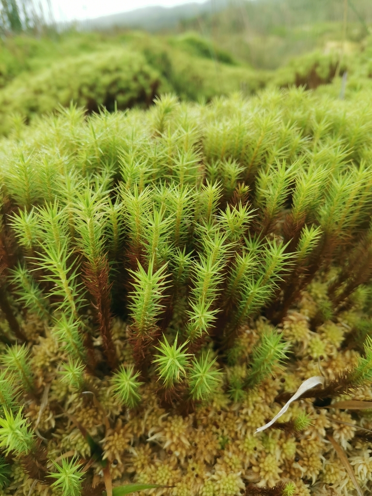 Bog Haircap Moss reference
