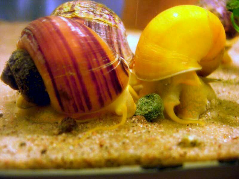 Spike-topped Apple Snail reference