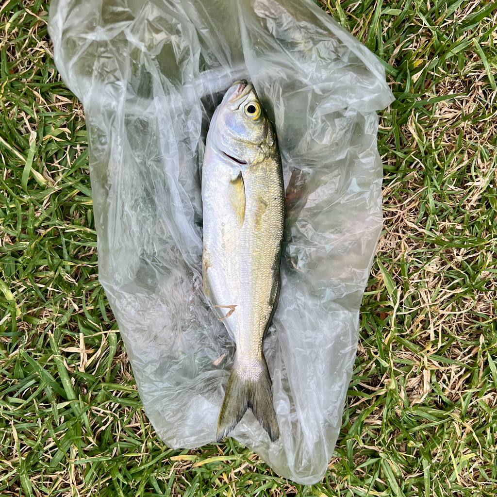 Bluefish reference