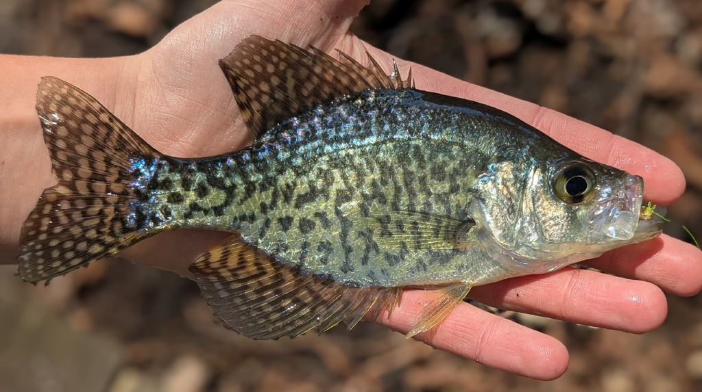 Black Crappie reference