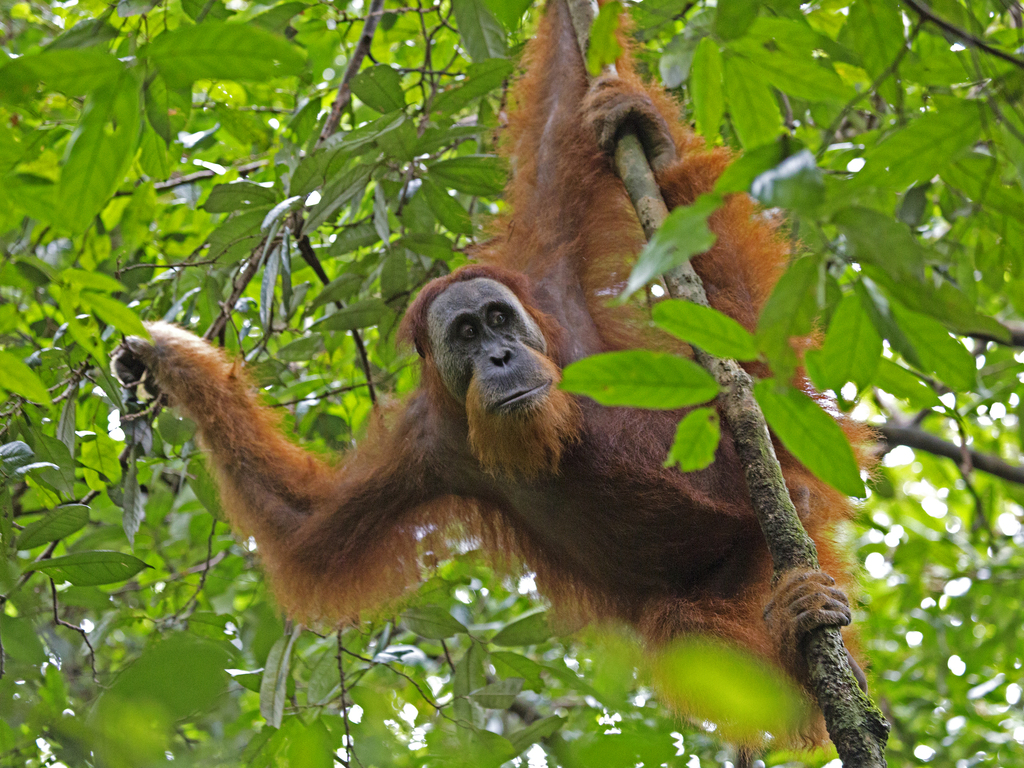 Sumatran Orangutan reference