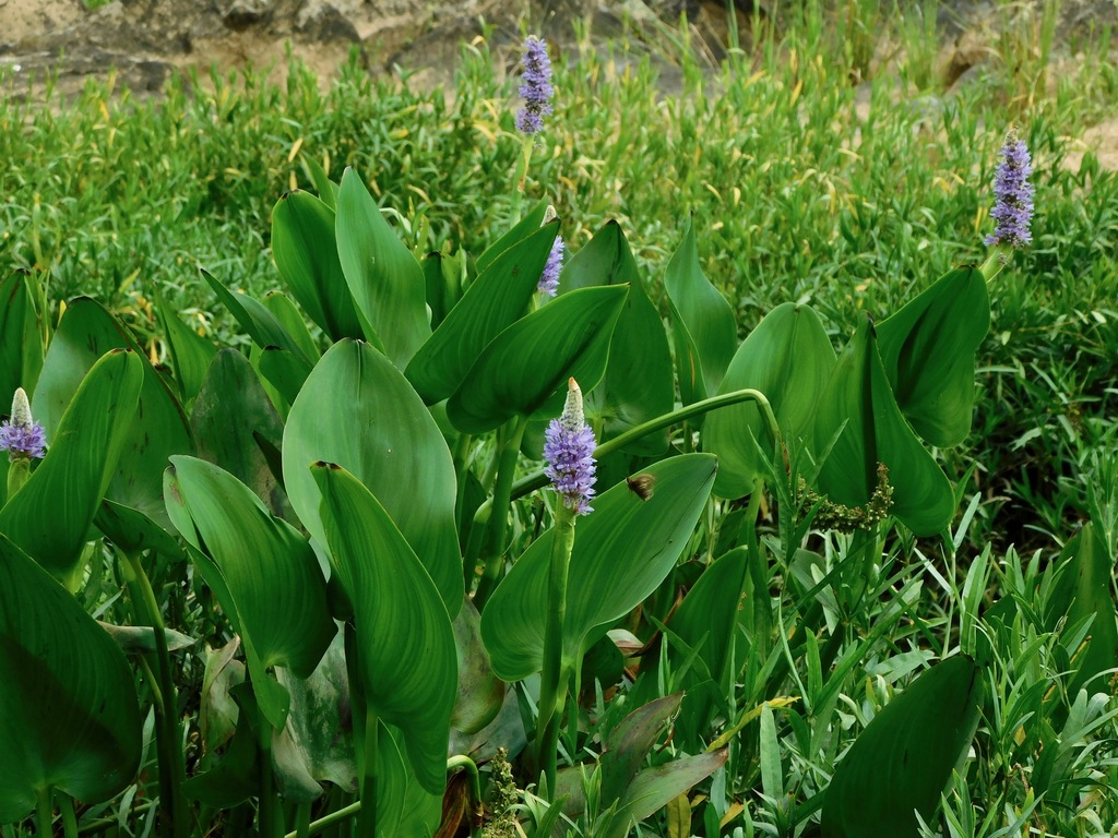Pickerelweed reference