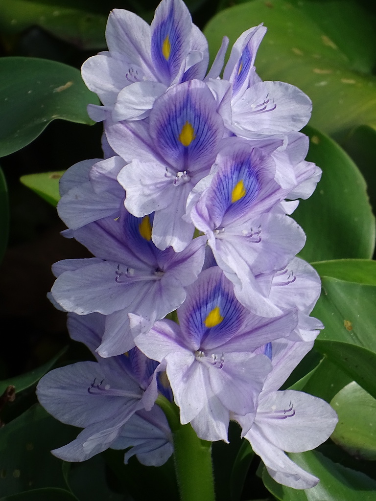 common water hyacinth reference