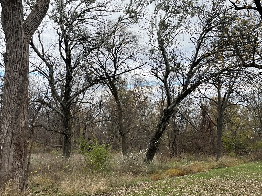 white poplar reference
