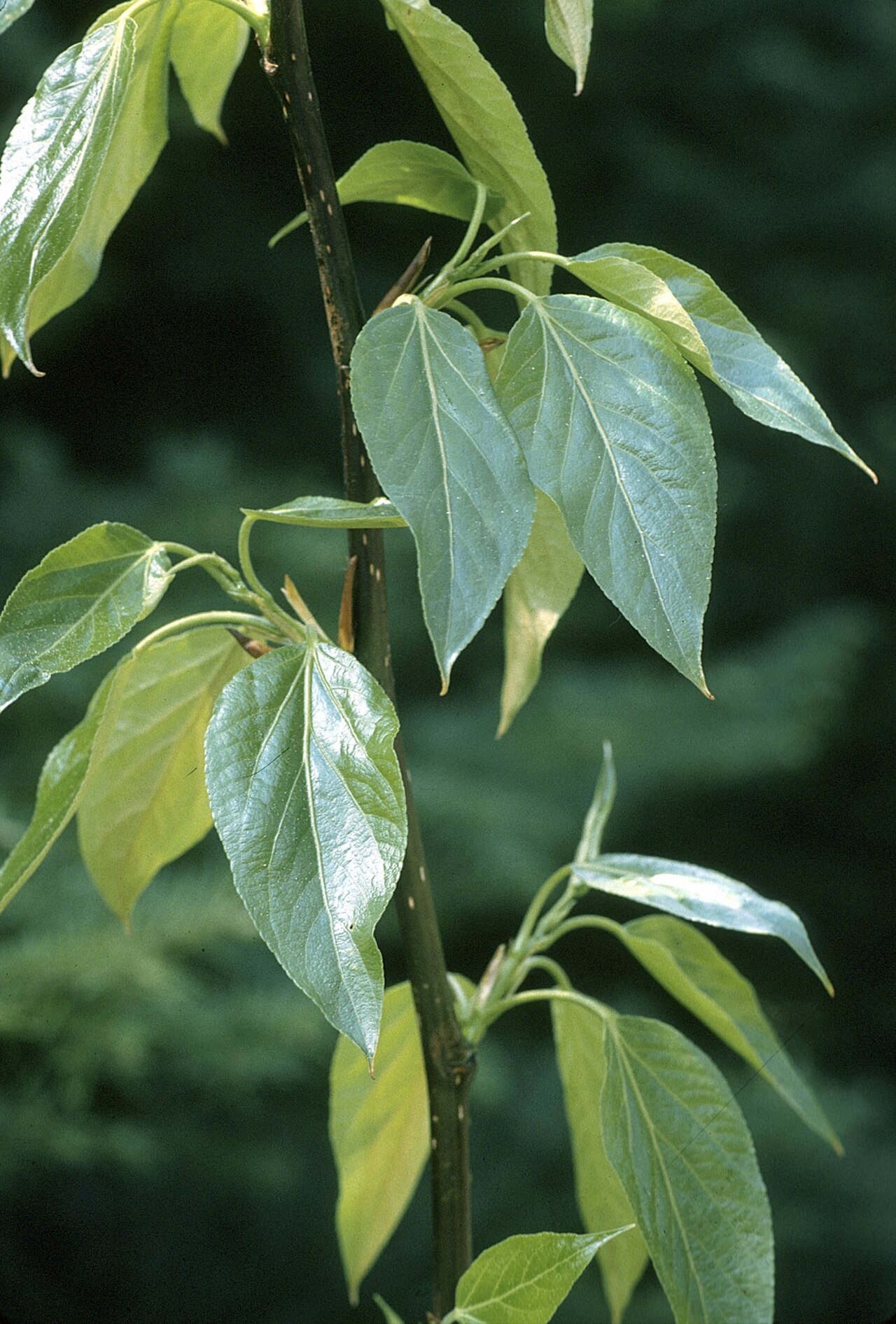 Populus balsamifera reference