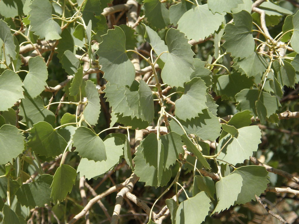 Euphrates poplar reference