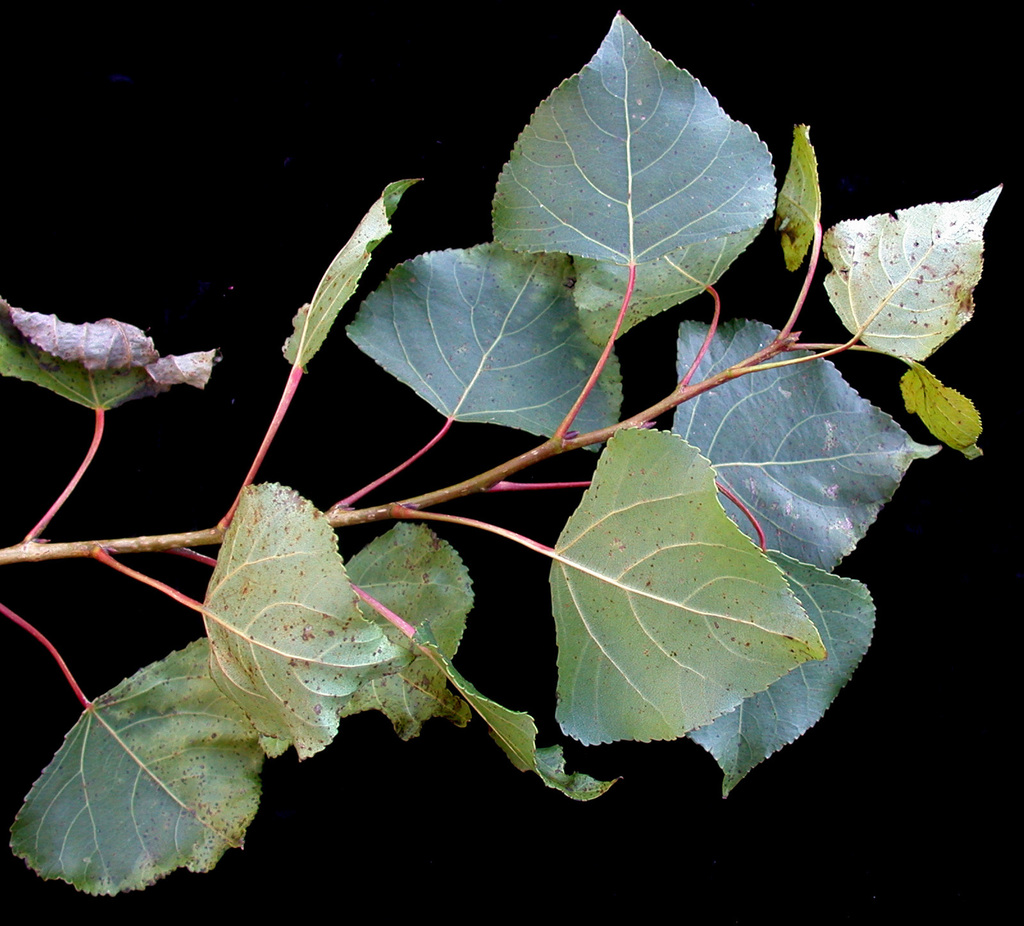 Black Poplar reference