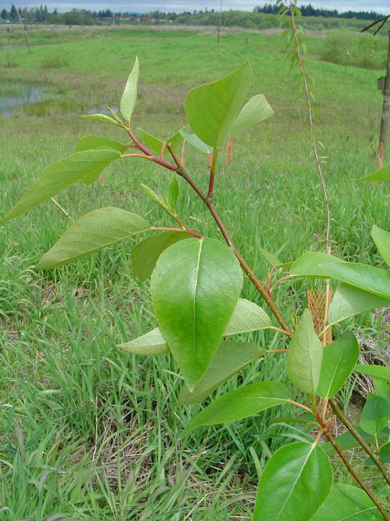 black cottonwood reference