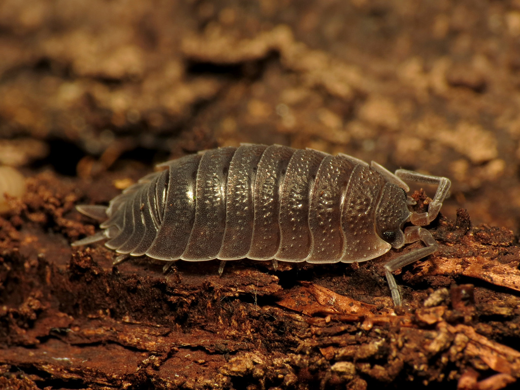 Common Rough Woodlouse reference