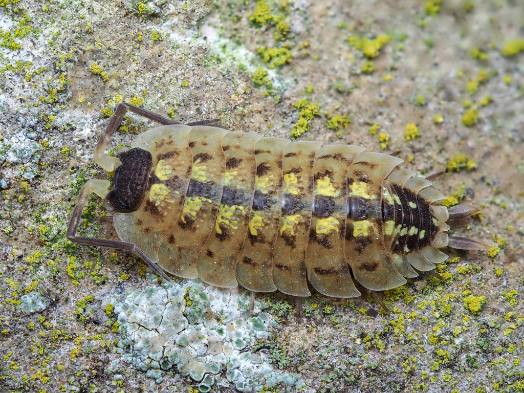 Brickwork Woodlouse reference