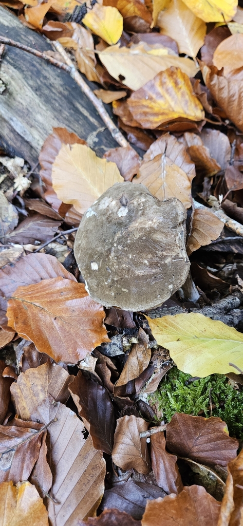 Dusky Bolete reference