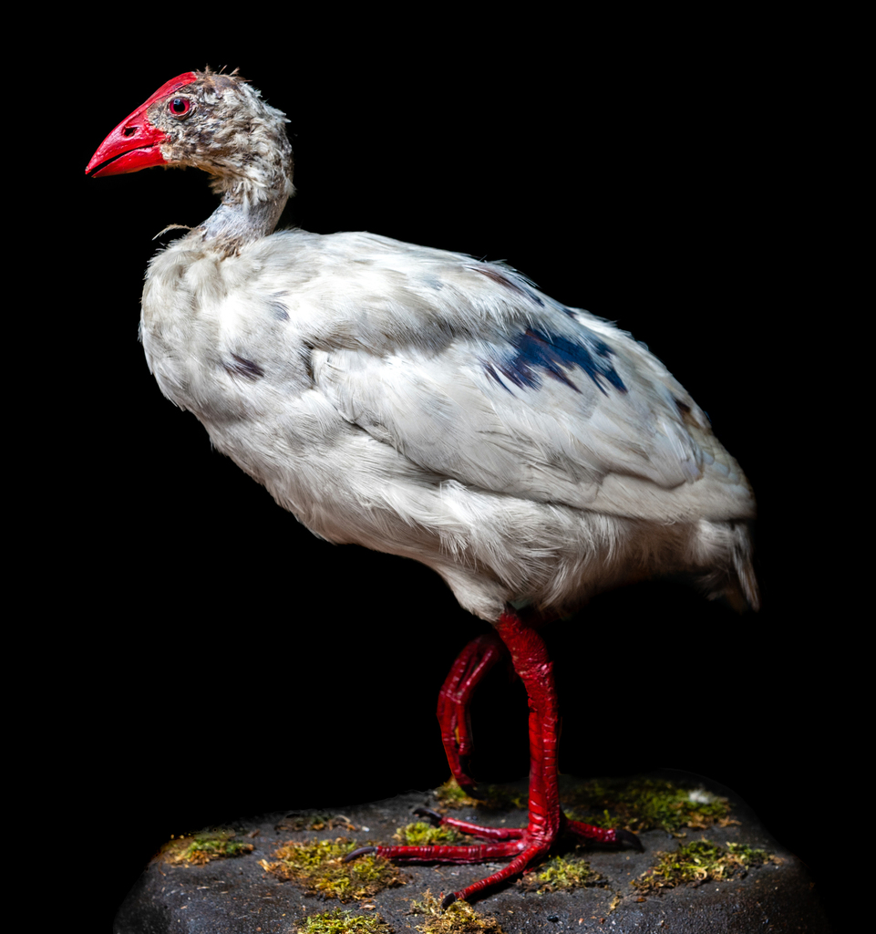 Lord Howe Swamphen reference