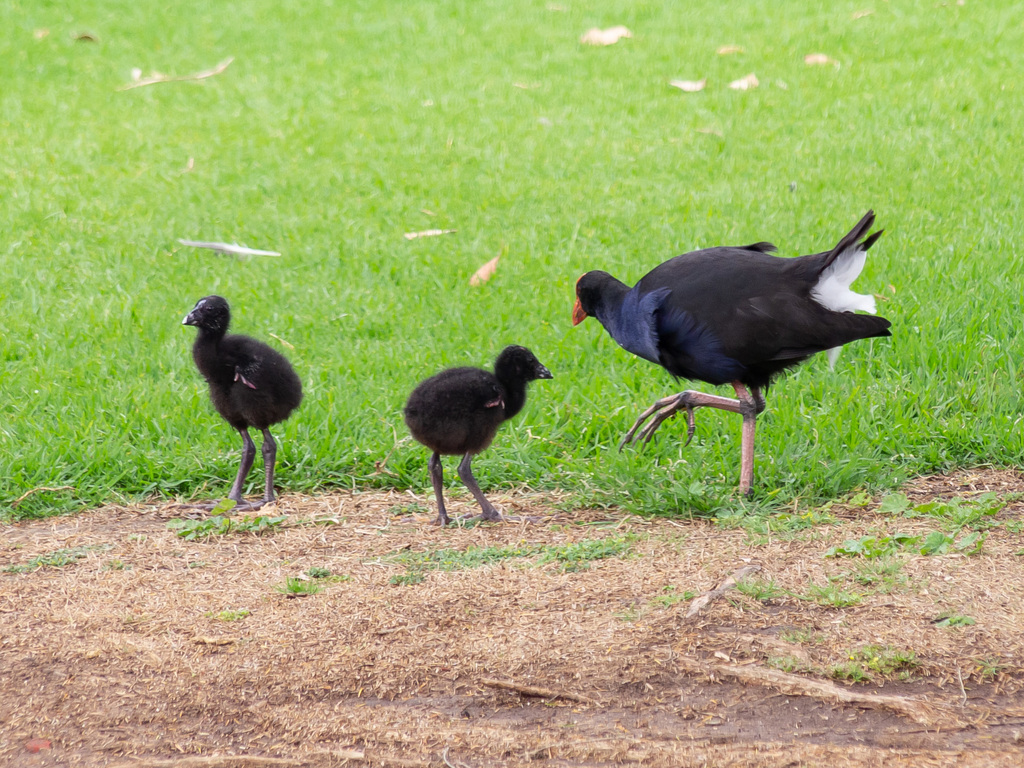 Australasian Swamphen reference