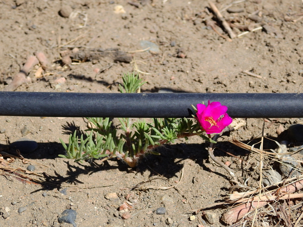 moss rose reference