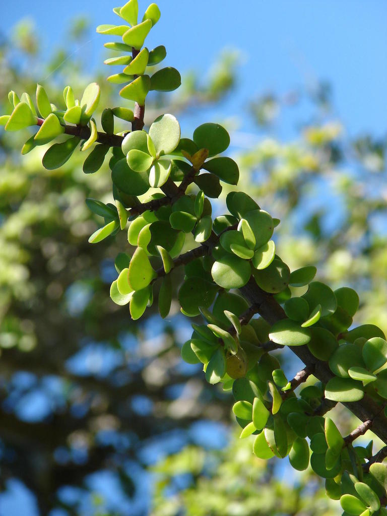 Elephant bush reference