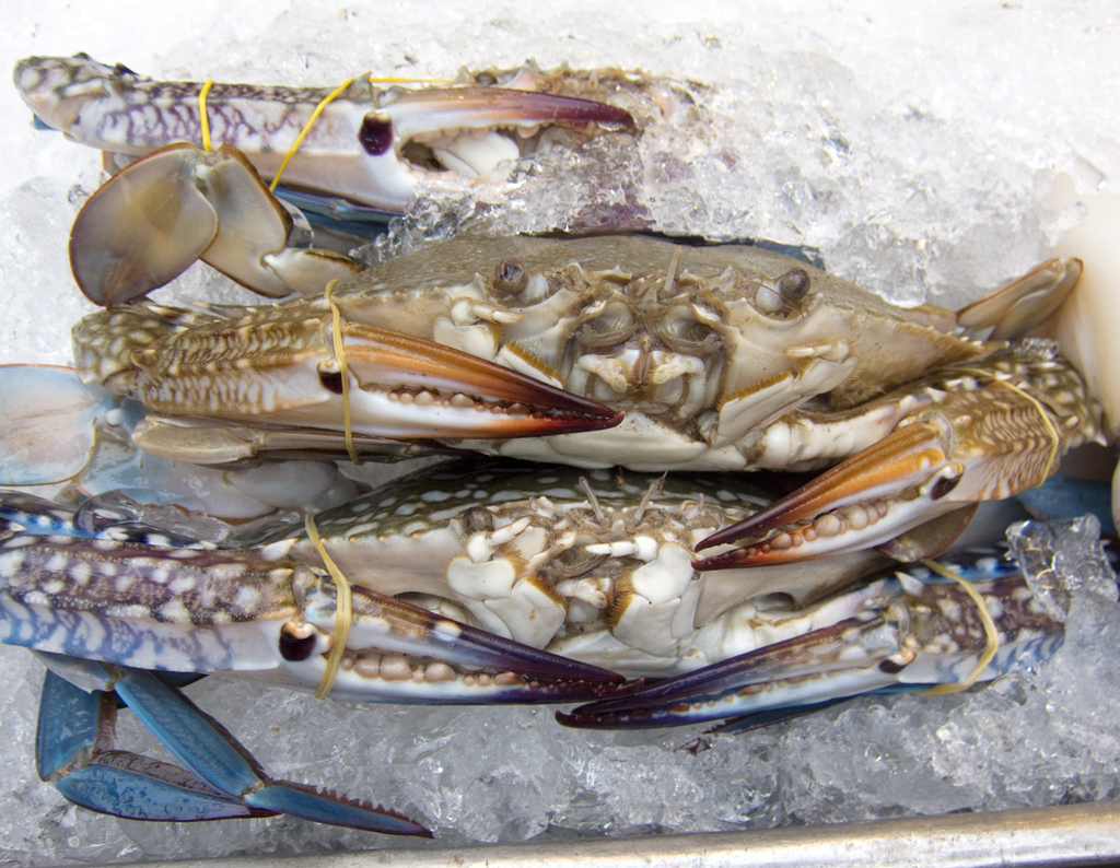 Japanese Blue Crab reference