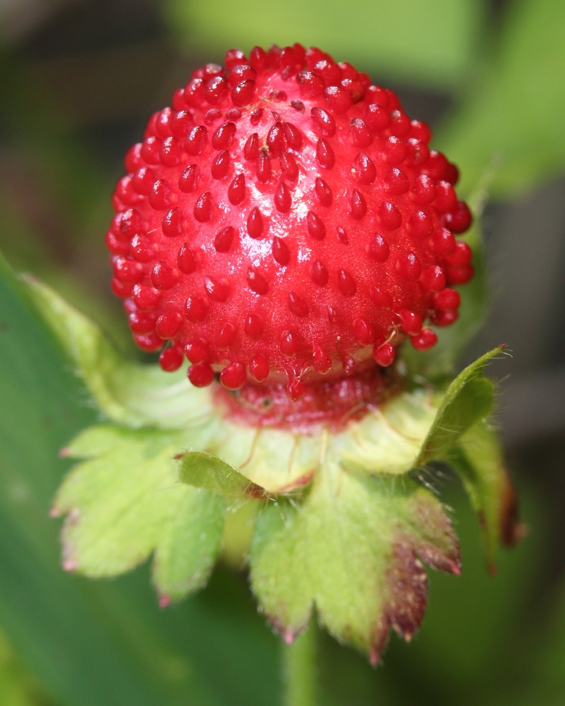 mock strawberry reference