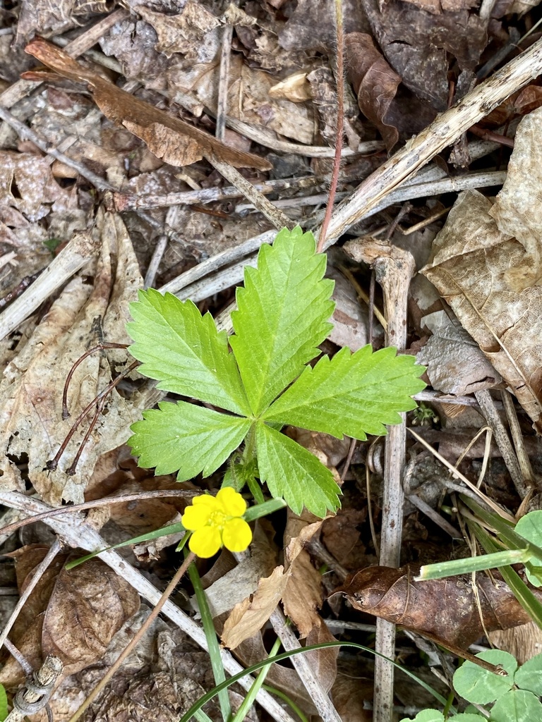 common cinquefoil reference