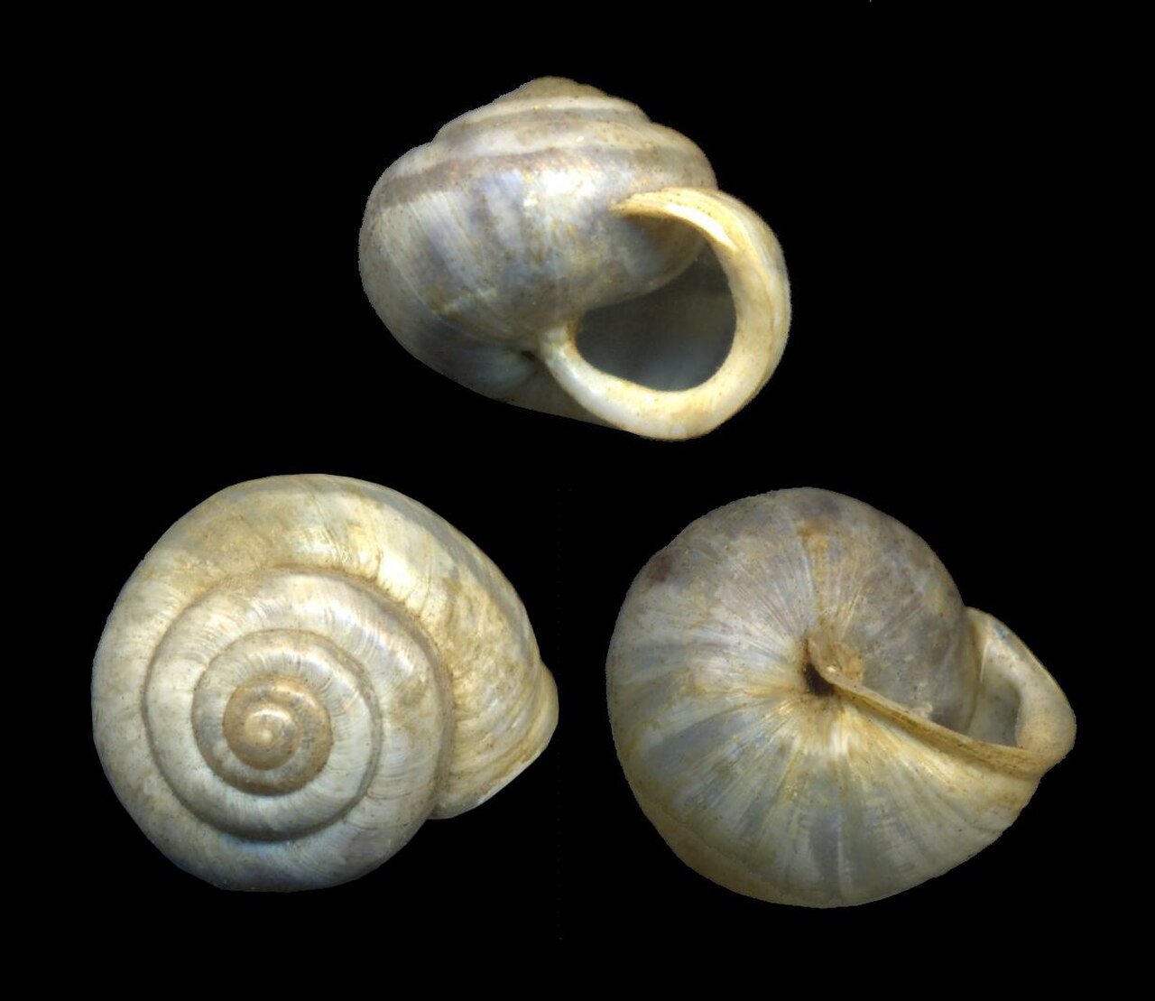 Banded Scrubsnail reference