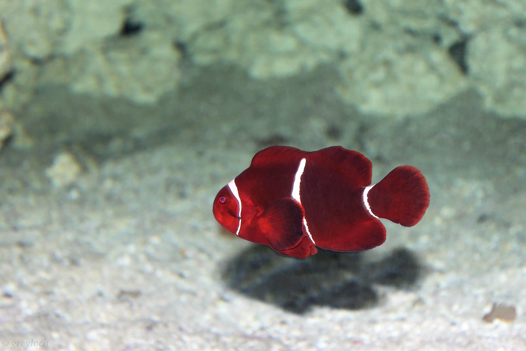 Maroon Clownfish reference