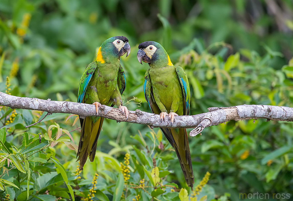 Golden-collared Macaw reference
