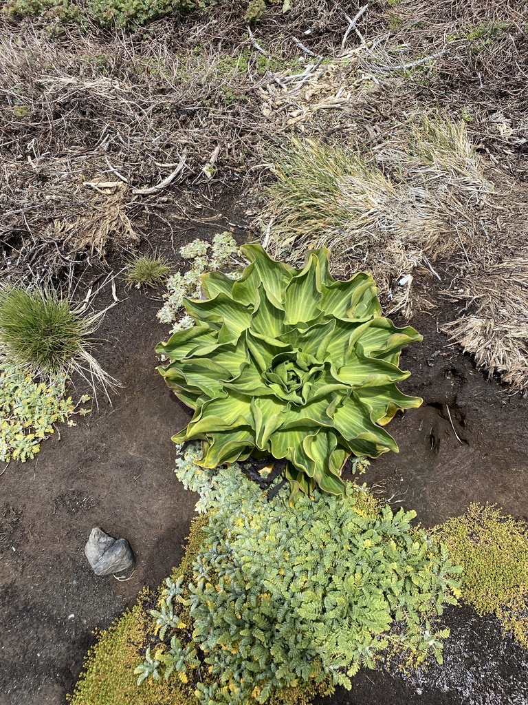Kerguelen Cabbage reference