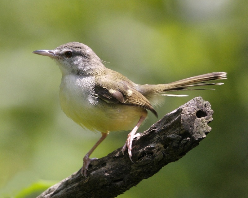 Bar-winged Prinia reference
