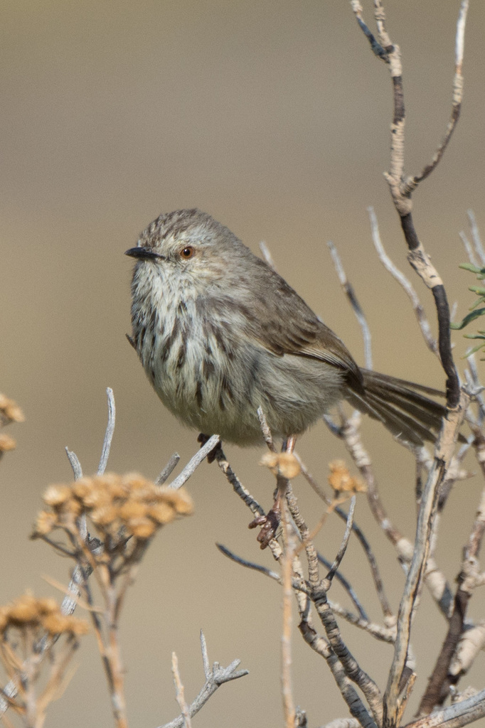 Karoo Prinia reference