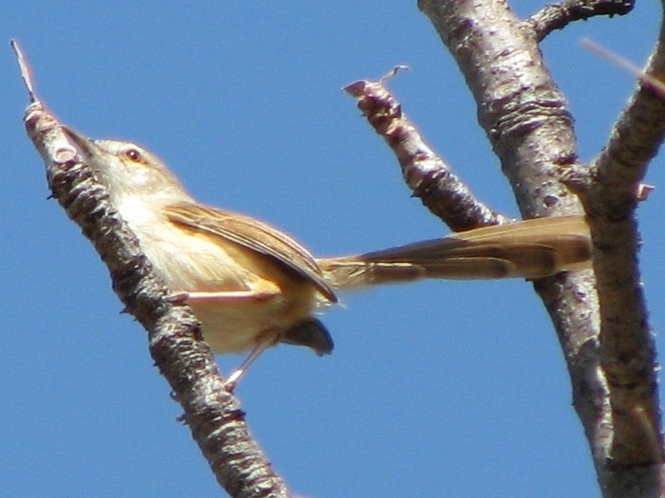 Tawny-flanked Prinia reference