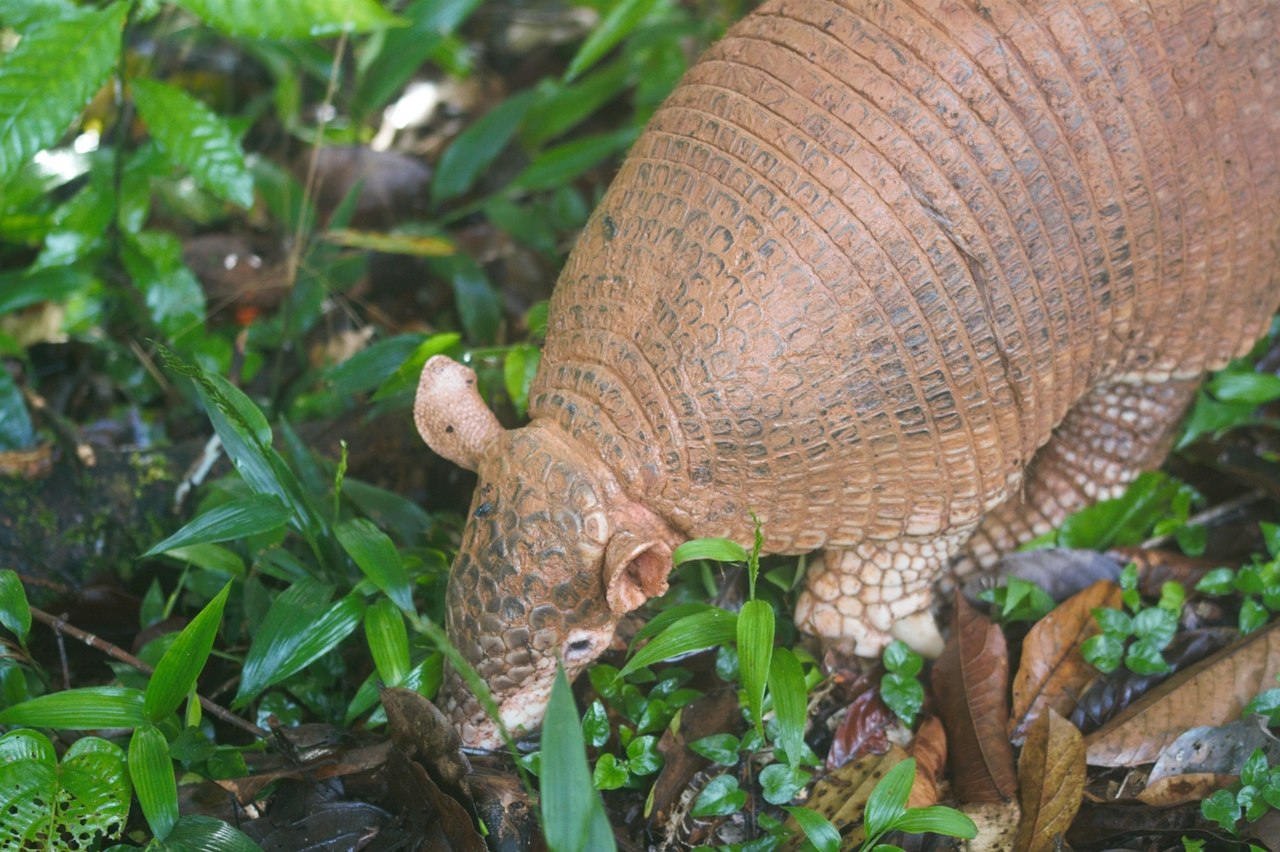 Giant Armadillo reference
