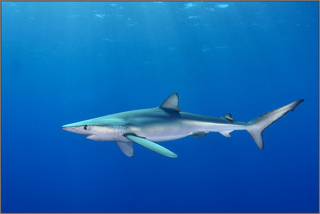 Blue Shark reference
