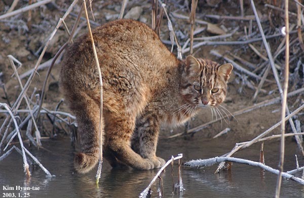 Mainland Leopard Cat reference