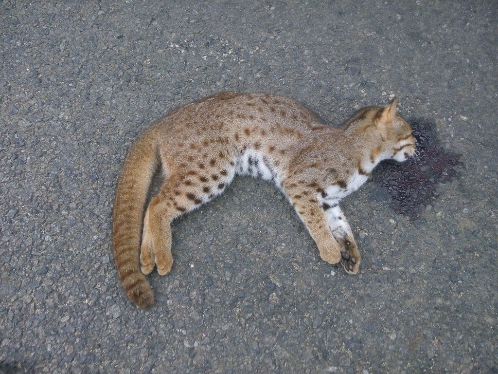 Rusty-spotted Cat reference