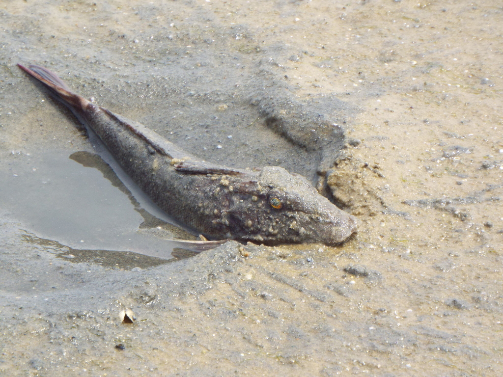 Northern Searobin reference