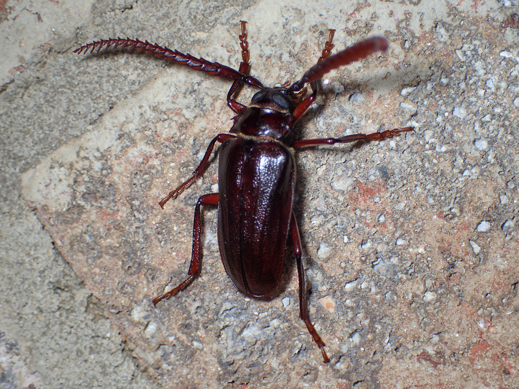 Tile-horned Prionus reference