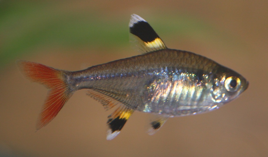 X-ray Tetra reference