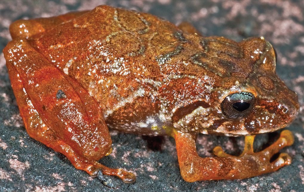 Apradatepui Rain Frog reference