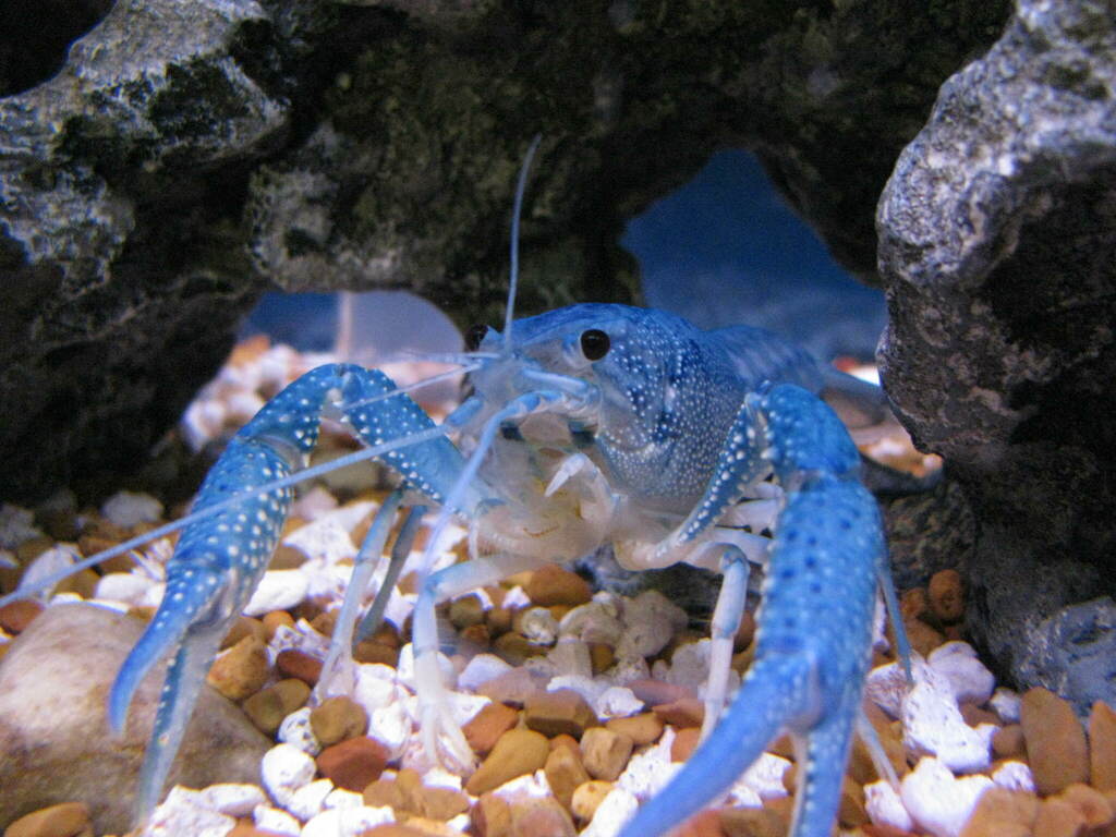 Everglades Crayfish reference