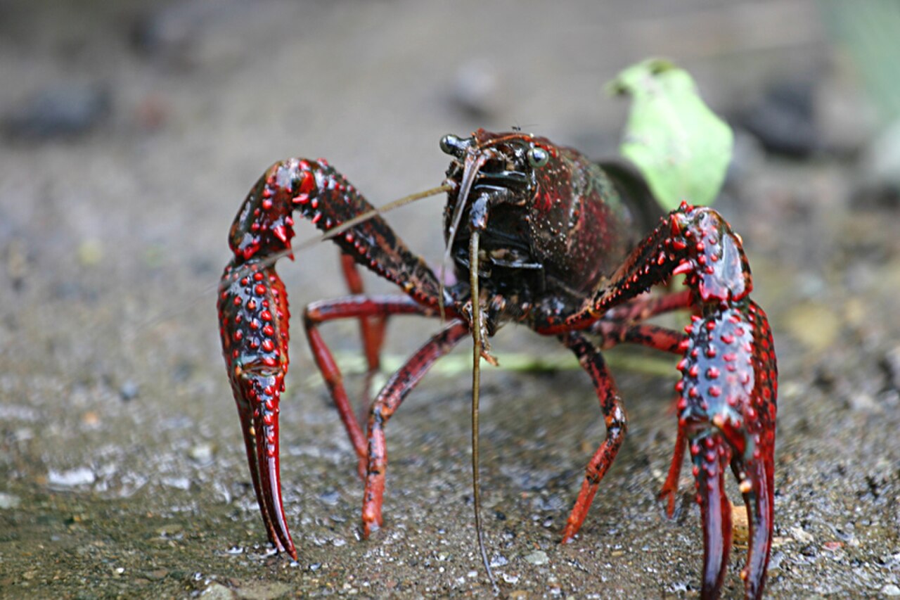 Red Swamp Crayfish reference