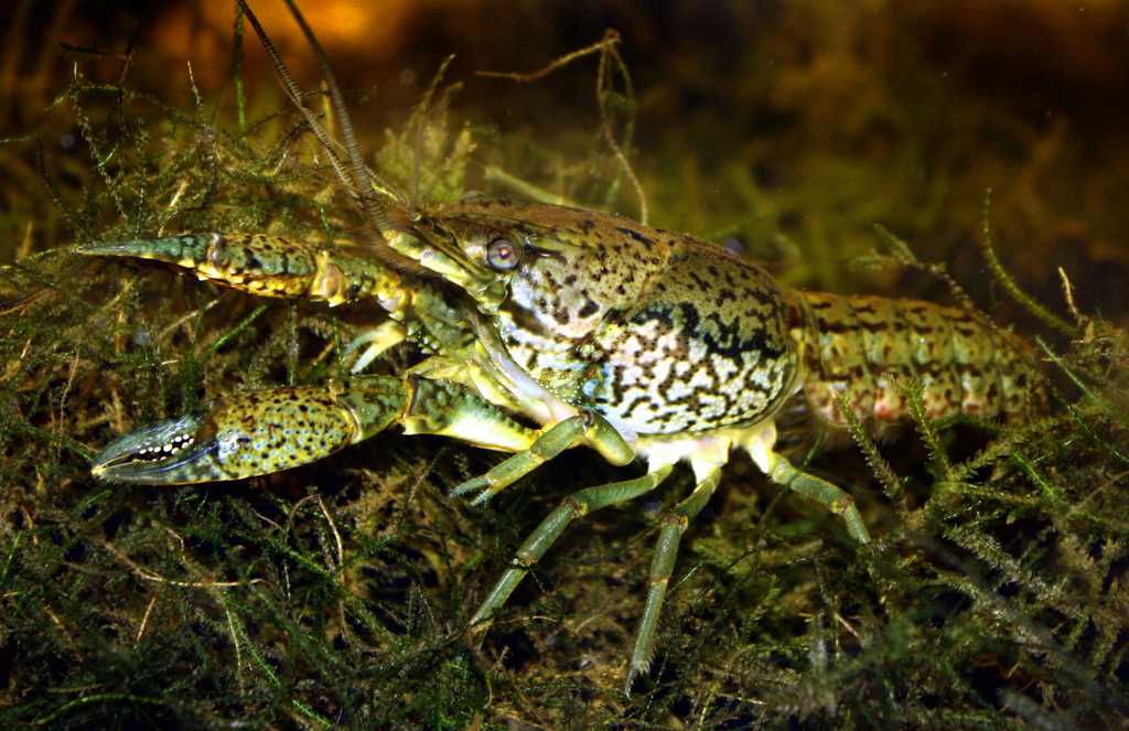 Marbled Crayfish reference