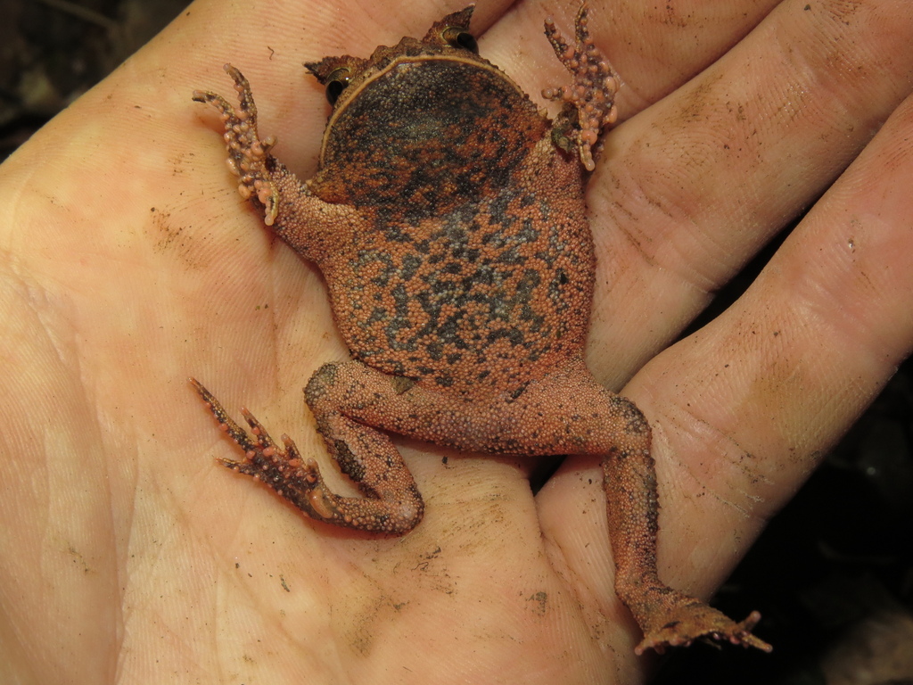 South American Horned Frog reference