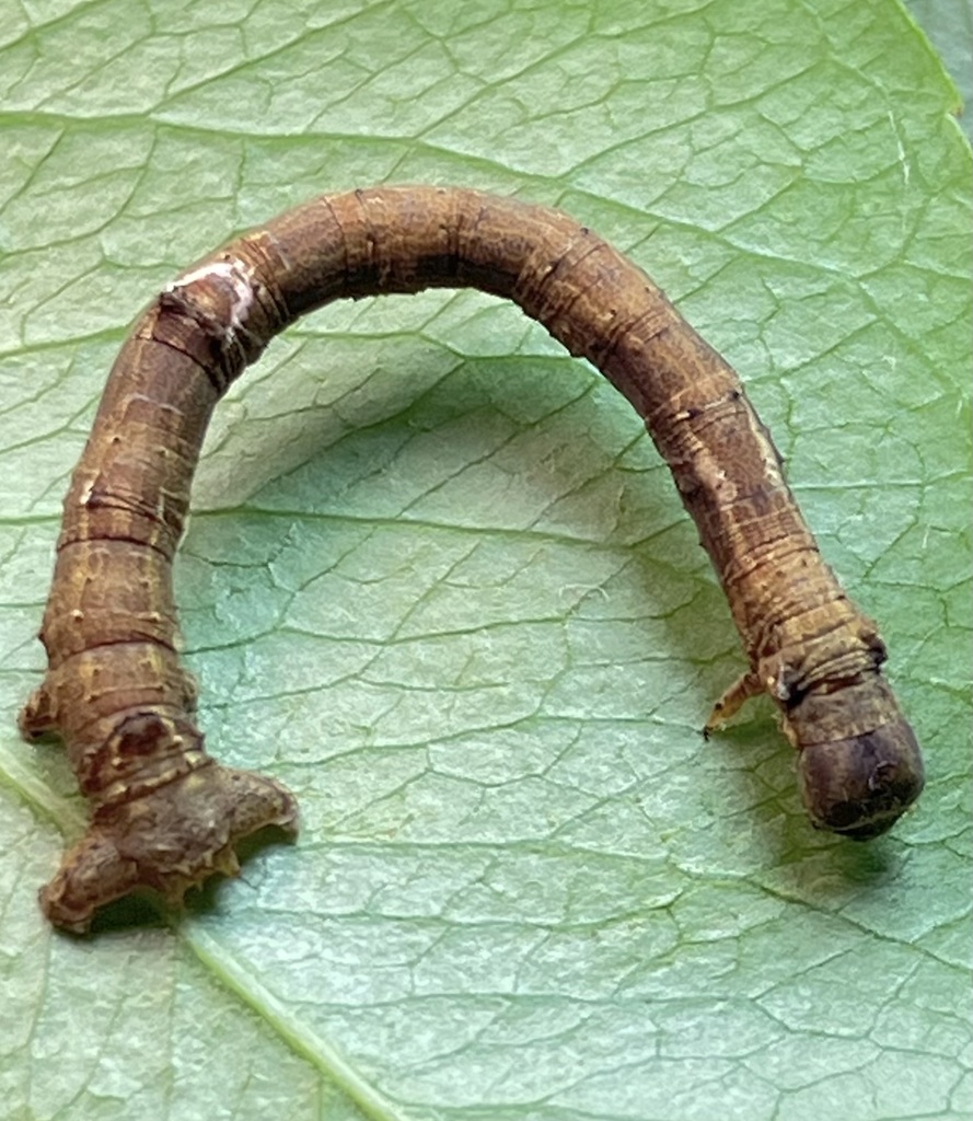 Large Maple Spanworm Moth reference