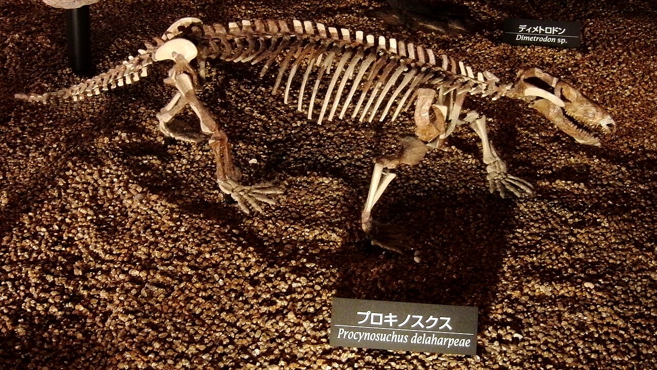 Procynosuchus delaharpeae reference