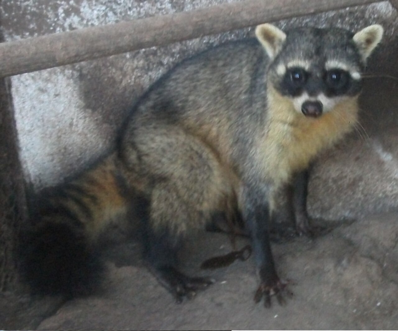 Crab-eating Raccoon reference