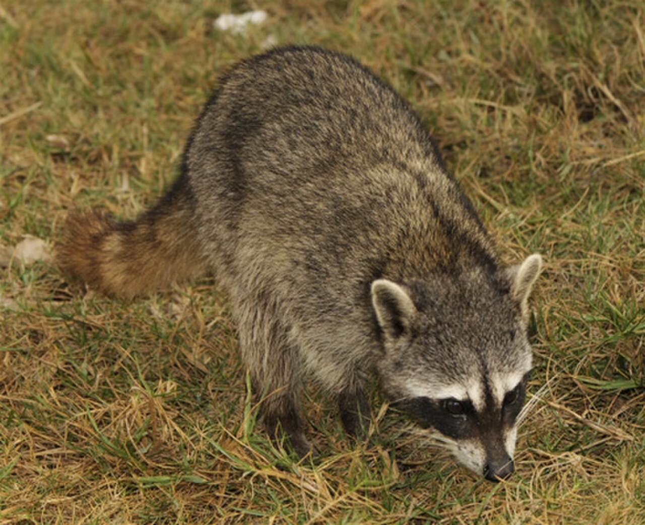 Cozumel Raccoon reference