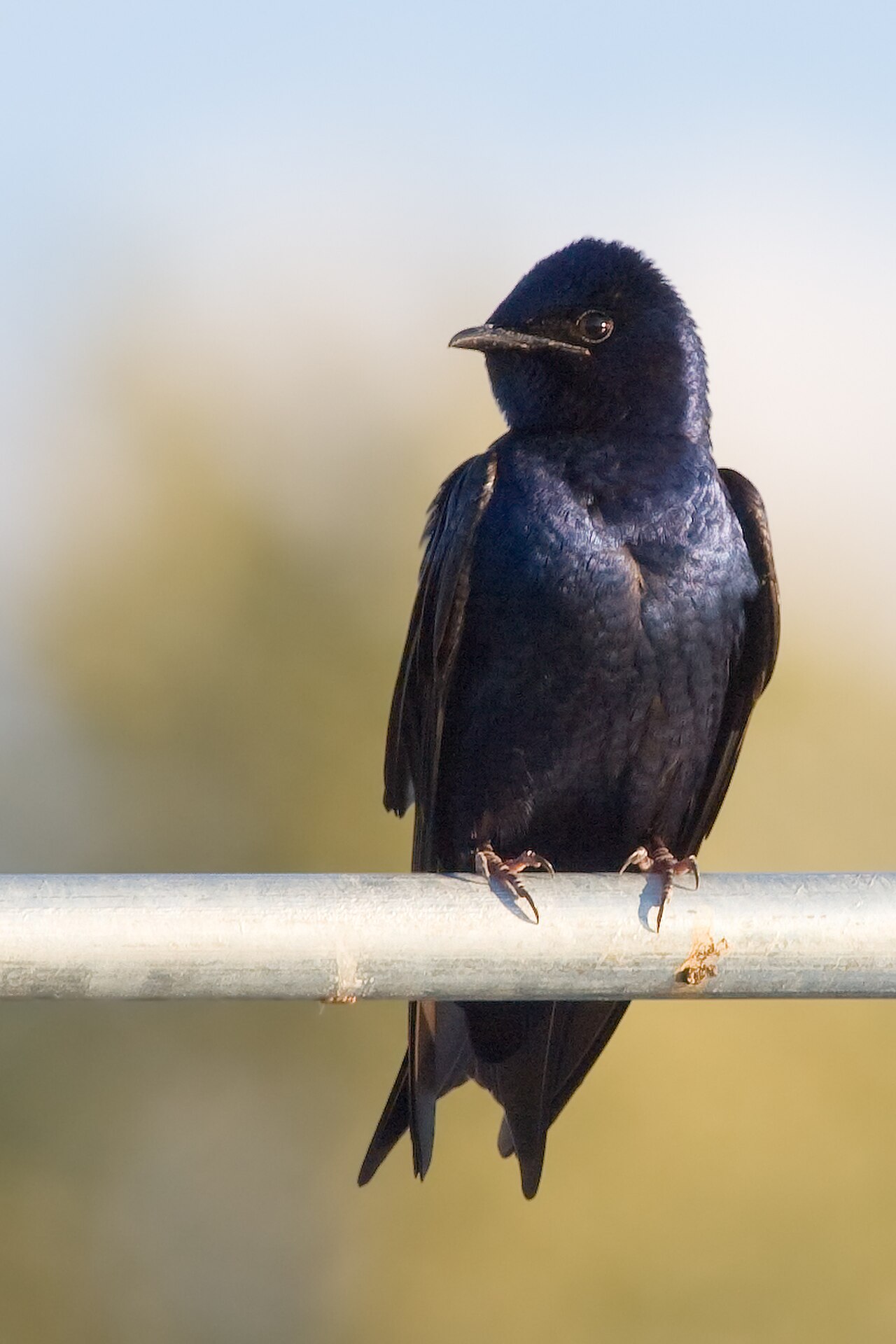Purple Martin reference